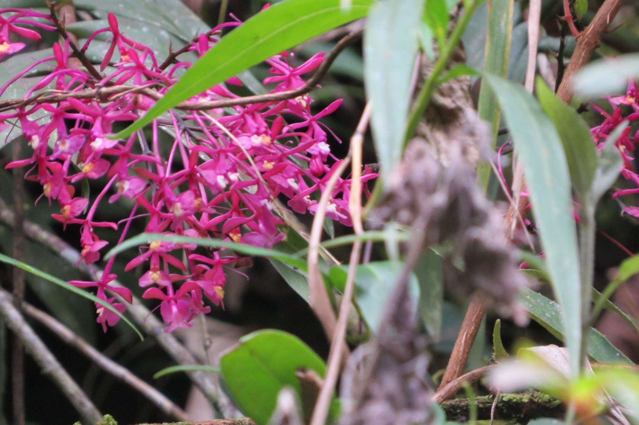Epidendrum flexuosum
